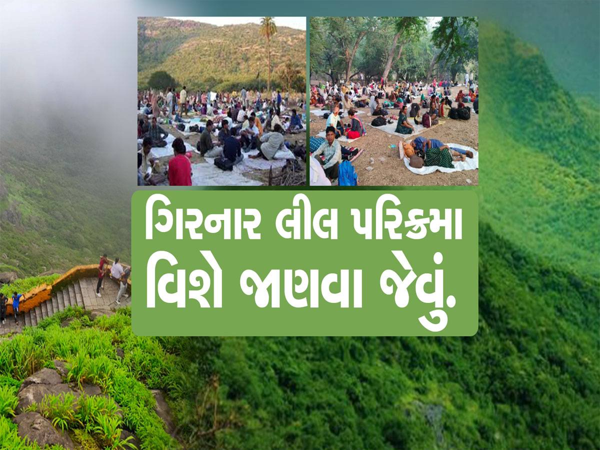 56 સિંહ અને 50 દીપડા ગુજરાતમાં જ્યાં રહે છે, ત્યાં લાખો લોકો ઉમટી પડ્યા 56 સિંહ અને 50 દીપડા ગુજરાતમાં જ્યાં રહે છે, ત્યાં લાખો લોકો ઉમટી પડ્યા