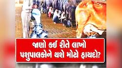 પશુપાલકોના હિતમાં ગુજરાત સરકારનો મોટો નિર્ણય! હવે પશુઓ માટે આ યોજનામાં સરકાર આપશે રૂ