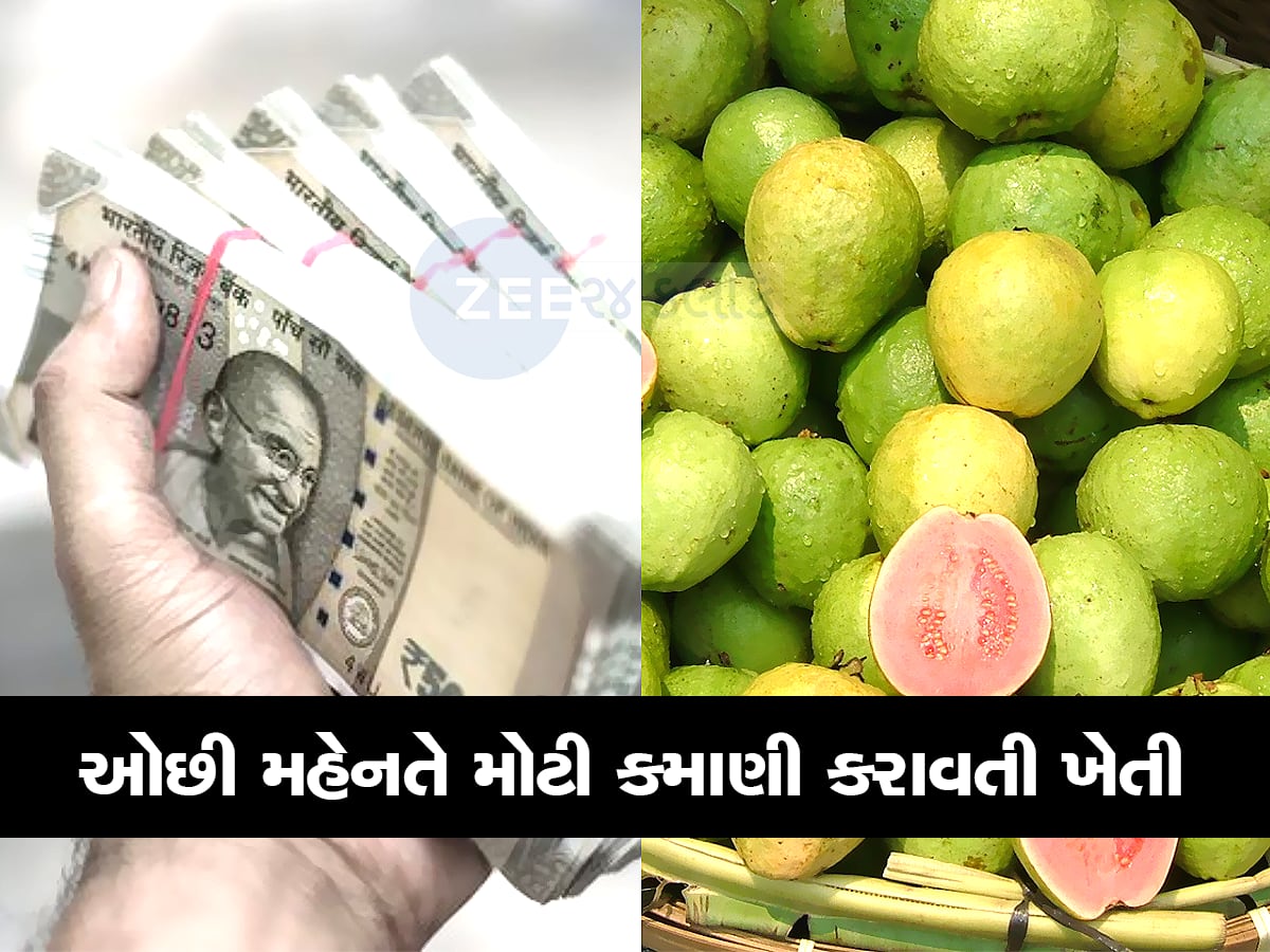 છપ્પર ફાડકે કમાણી કરાવતી ખેતી! આ છોડ એકવાર વાવો એટલે 25 વર્ષ સુધી કમાણી કરાવશે