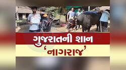 ગુજરાતનો નંબર 1 પાડો! એક બંગલાની કિંમતમાં બોલી બોલાય તો પણ પશુપાલકને વેચવો નથી 