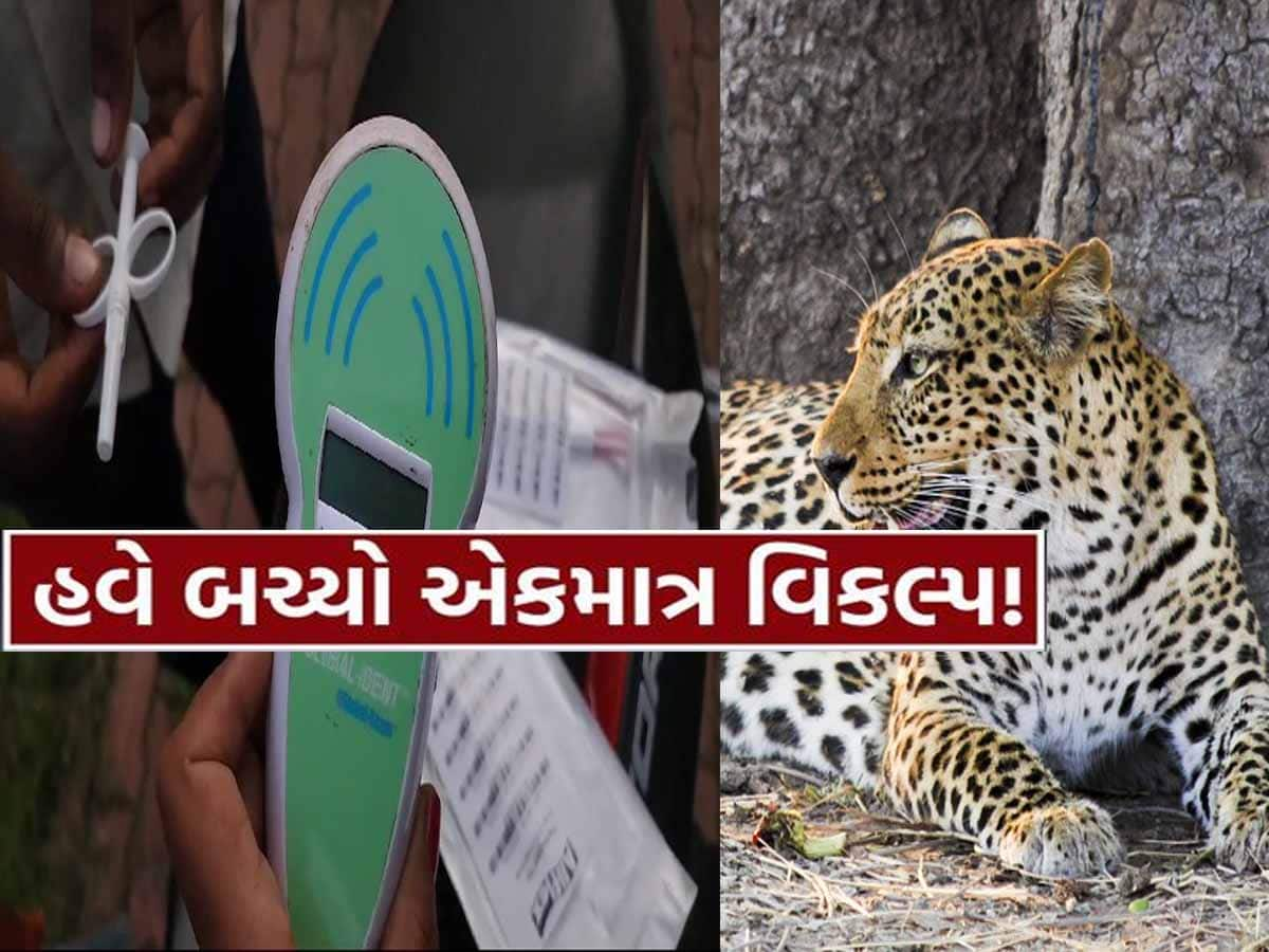 હિંસક દીપડાઓના ત્રાસથી સૌરાષ્ટ્રના લોકોને બચાવશે આ ચીપ! પૂંછડીમાં કરાઈ છે ફીટ, જાણો નવી ટેક્નોલોજી વિશે...