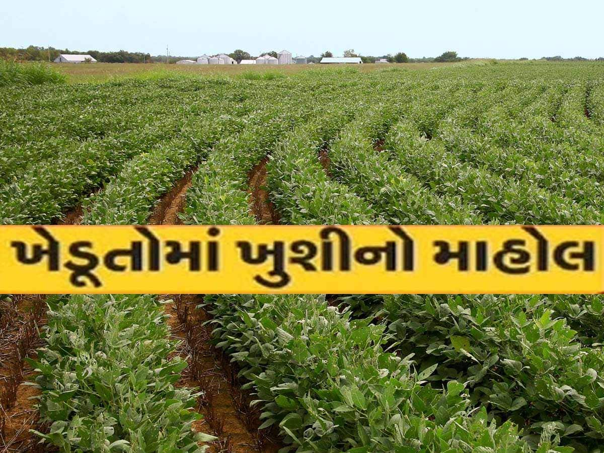 ગુજરાતમાં ભૂતિયાવાસના ખેડૂતોએ કરી કમાલ! ચીલા ચાલુ ખેતી છોડી એક નવી જ ખેતી તરફ વળ્યા