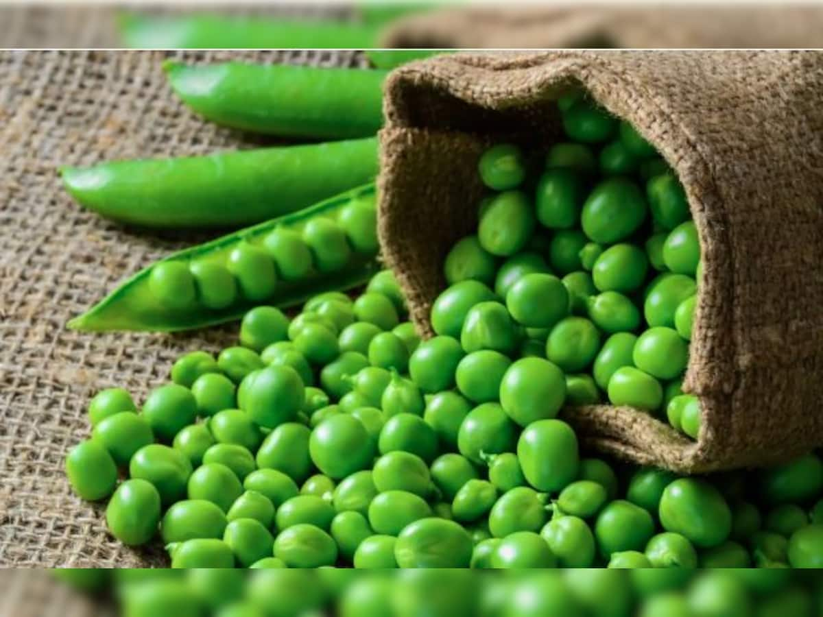 Green Peas: શિયાળામાં જરૂર ખાઓ પ્રોટીન રીચ ફ્રેશ લીલા વટાણા, શરીરને મળશે અસંખ્ય ફાયદા