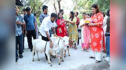 પાટીલના ઘરે આવ્યા નાનકડા મહેમાન, પરિવારે પુંગનુર ગાયને કરાવ્યો પ્રવેશ, PHOTOs