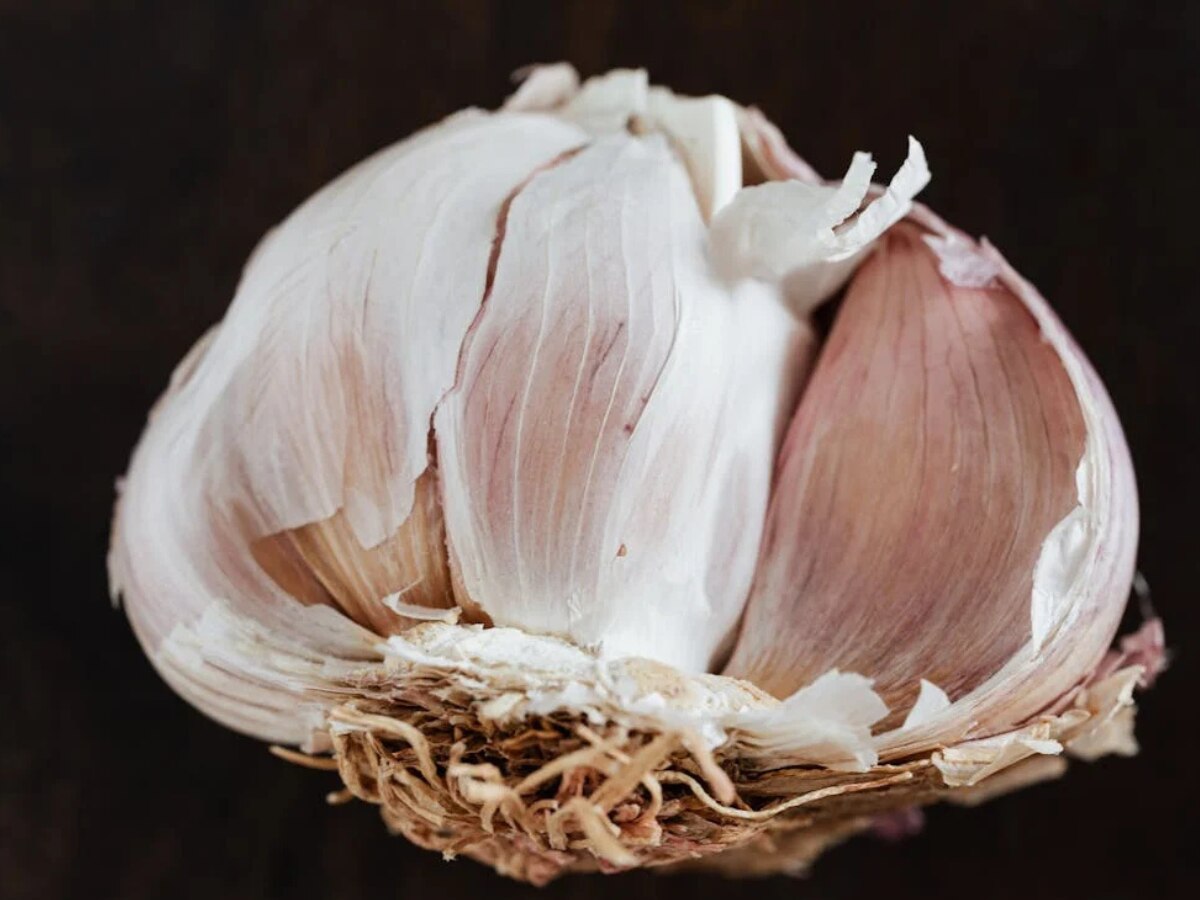 garlic