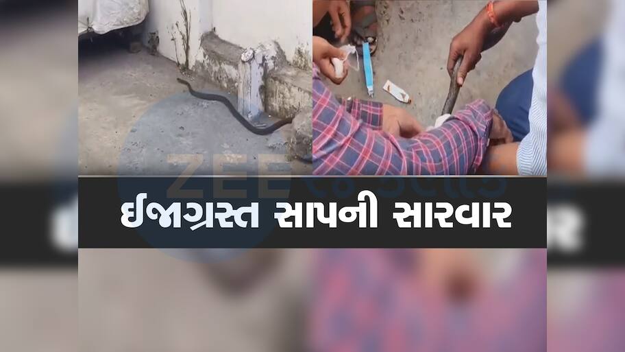 અંબાજીમાં હોમિયોપેથીક ડોક્ટરે કરી ઈજાગ્રસ્ત સાપની સારવાર, પાટાપીંડી કરી જંગલમાં છોડી મુક્યો