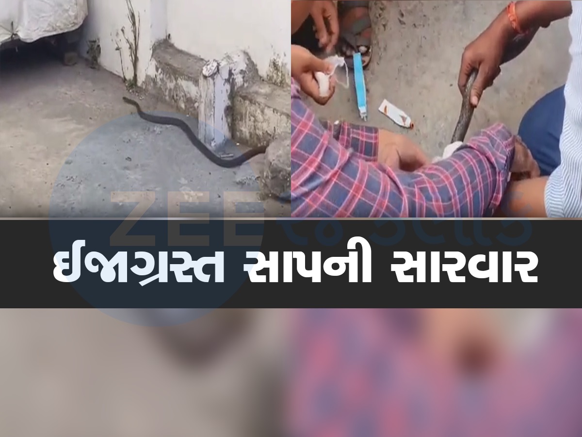 અંબાજીમાં હોમિયોપેથીક ડોક્ટરે કરી ઈજાગ્રસ્ત સાપની સારવાર, પાટાપીંડી કરી જંગલમાં છોડી મુક્યો અંબાજીમાં હોમિયોપેથીક ડોક્ટરે કરી ઈજાગ્રસ્ત સાપની સારવાર, પાટાપીંડી કરી જંગલમાં છોડી મુક્યો