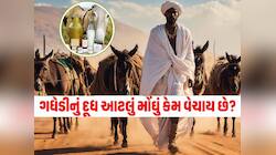 ગધેડાને ખાલી ગધેડું ના સમજતા! દૂધમાં એવું શું હોય કે લિટરનો ભાવ હજારોમાં બોલાય છે?