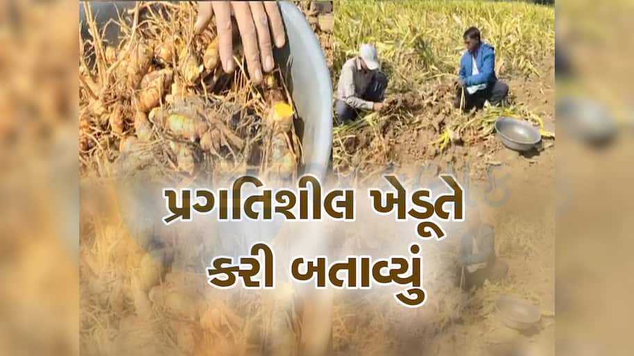 સીદી સાદી હળદરની ખેતીમાં ગુજરાતી ખેડૂતે લગાવ્યો ઓર્ગેનિકનો તડકો, હવે કરે છે લાખોની કમાણી