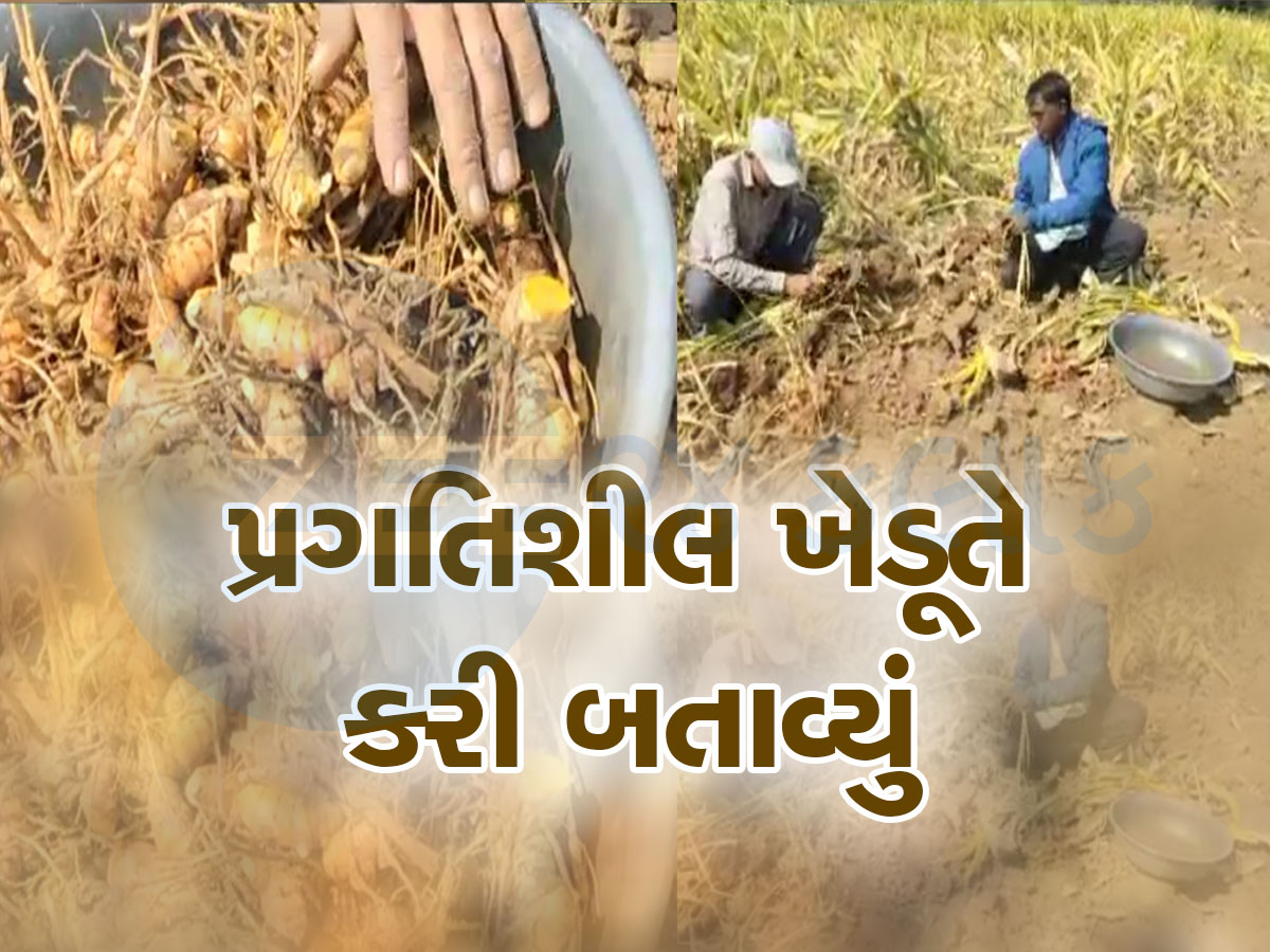 સીદી સાદી હળદરની ખેતીમાં ગુજરાતી ખેડૂતે લગાવ્યો ઓર્ગેનિકનો તડકો, હવે કરે છે લાખોની કમાણી સીદી સાદી હળદરની ખેતીમાં ગુજરાતી ખેડૂતે લગાવ્યો ઓર્ગેનિકનો તડકો, હવે કરે છે લાખોની કમાણી