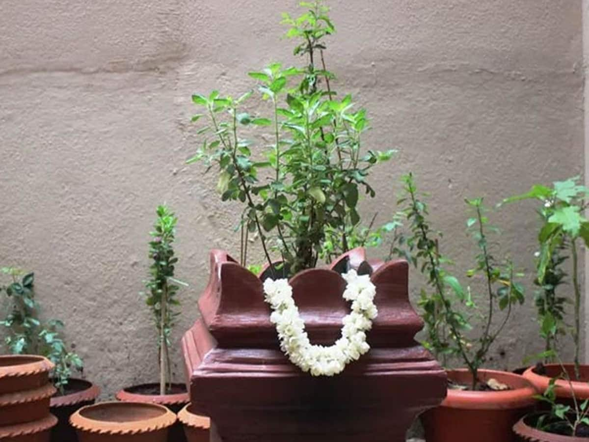 Tulsi Plant: તુલસીના છોડ પાસે રાખી દો આ વસ્તુ, ઘરમાં રીતસર થશે ધનનો વરસાદ, વધી જશે સમૃદ્ધિ