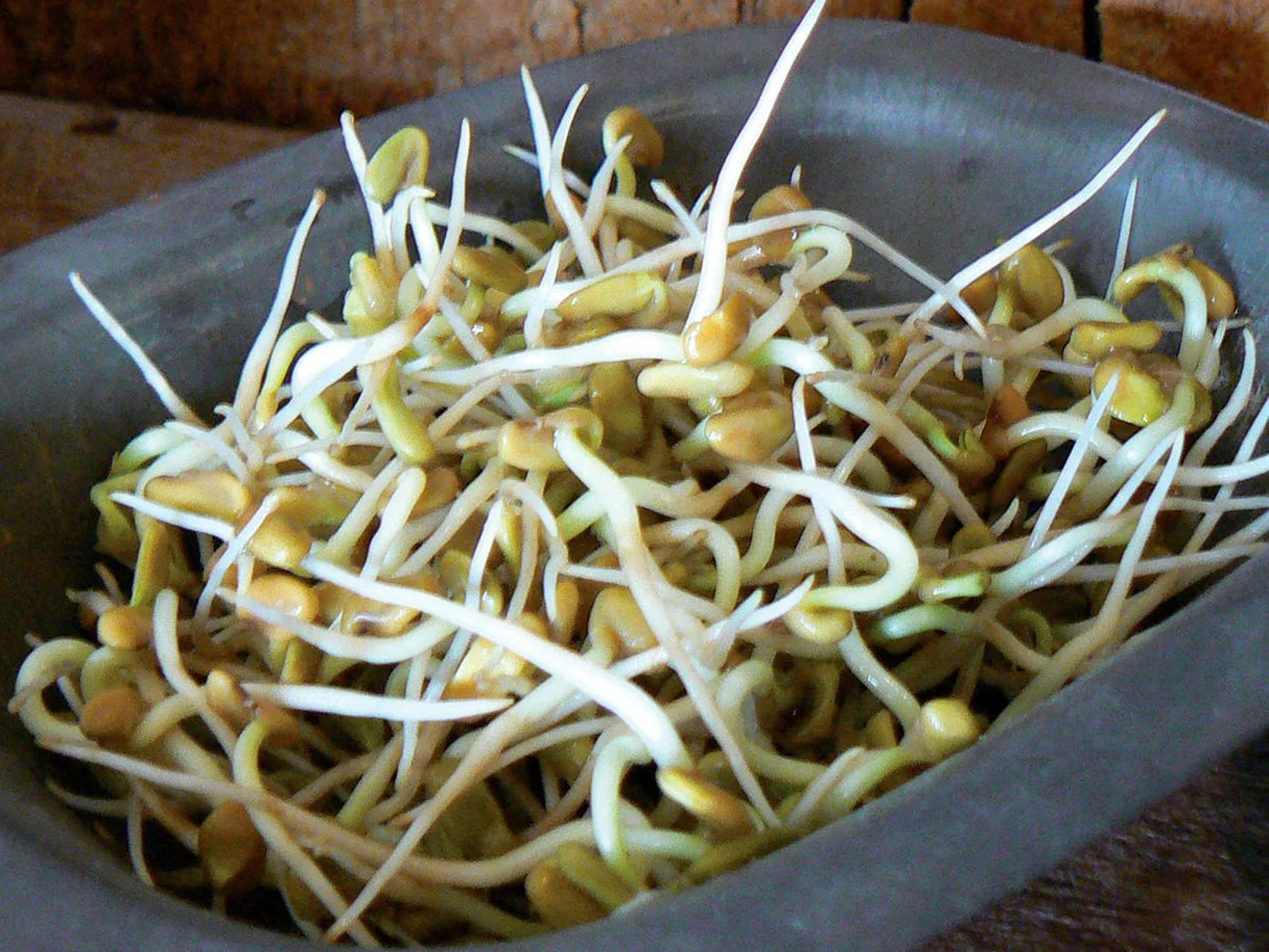 Fenugreek: ફણગાવેલી મેથી ખાવાની કરો શરુઆત, પાચનથી લઈ હાર્ટ હેલ્થમાં થશે સુધારો, 5 તકલીફો ફટાફટ થશે દુર Fenugreek: ફણગાવેલી મેથી ખાવાની કરો શરુઆત, પાચનથી લઈ હાર્ટ હેલ્થમાં થશે સુધારો, 5 તકલીફો ફટાફટ થશે દુર