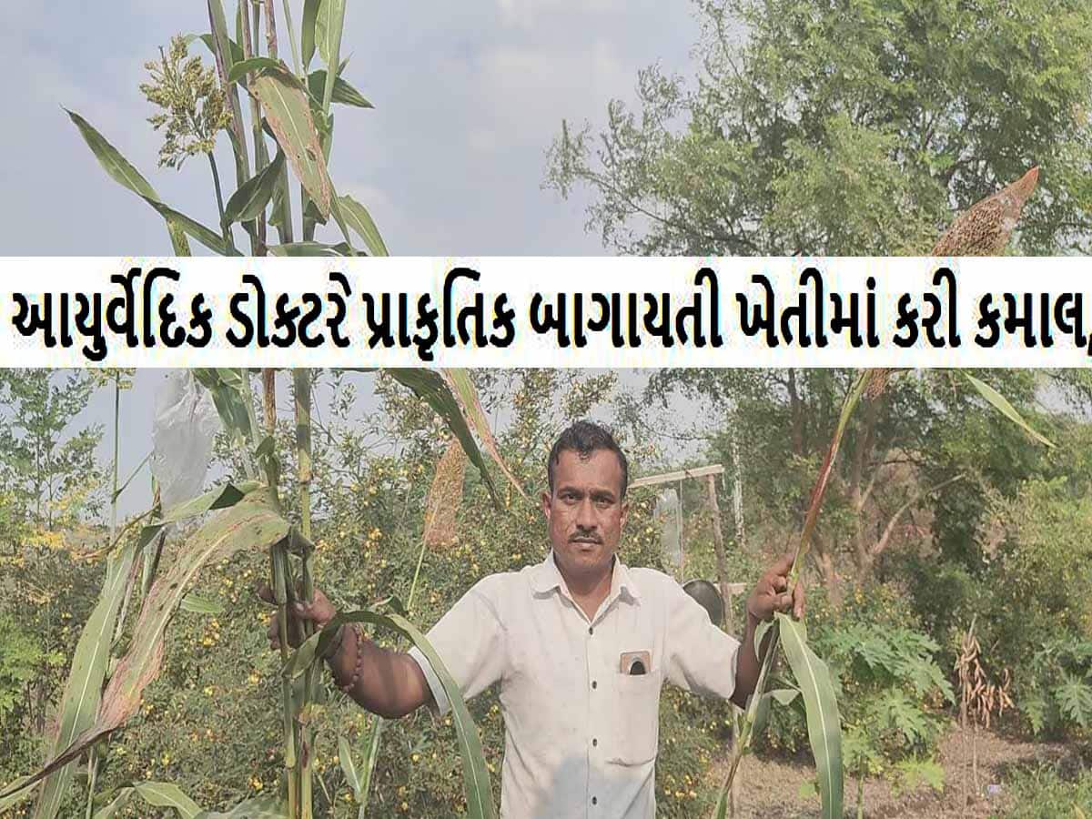 બાગાયતી ખેતીમાં દેશી કમાલ! આ ડોક્ટરે અશક્યને શક્ય કરી દેખાડ્યું! દોઢ લાખે વેચાતી આ કેરી ઉગાડી