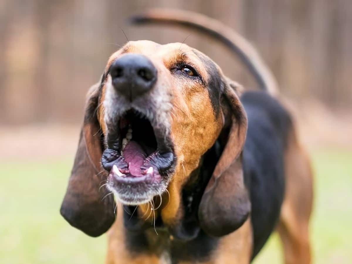 Dogs Cry At Night: રાત્રે કૂતરા કેમ રડે છે? શું તમે જાણો છો તેનું સાચું કારણ, જાણો રહસ્ય Dogs Cry At Night: રાત્રે કૂતરા કેમ રડે છે? શું તમે જાણો છો તેનું સાચું કારણ, જાણો રહસ્ય
