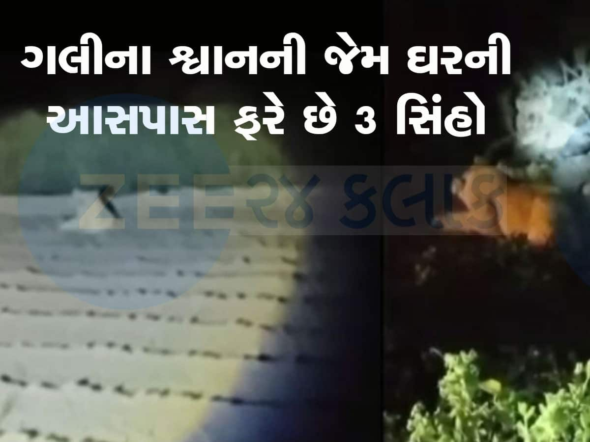 સૌરાષ્ટ્રના આ શહેરમાં લોકો વચ્ચે બિન્દાસ્ત ફરે છે 3 સિંહ, મકાનની બહાર બેઠા મળે!