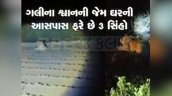 સૌરાષ્ટ્રના આ શહેરમાં લોકો વચ્ચે બિન્દાસ્ત ફરે છે 3 સિંહ, મકાનની બહાર બેઠા મળે!