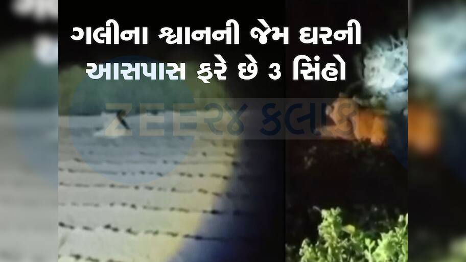 સૌરાષ્ટ્રના આ શહેરમાં લોકો વચ્ચે બિન્દાસ્ત ફરે છે 3 સિંહ, મકાનની બહાર બેઠા મળે!
