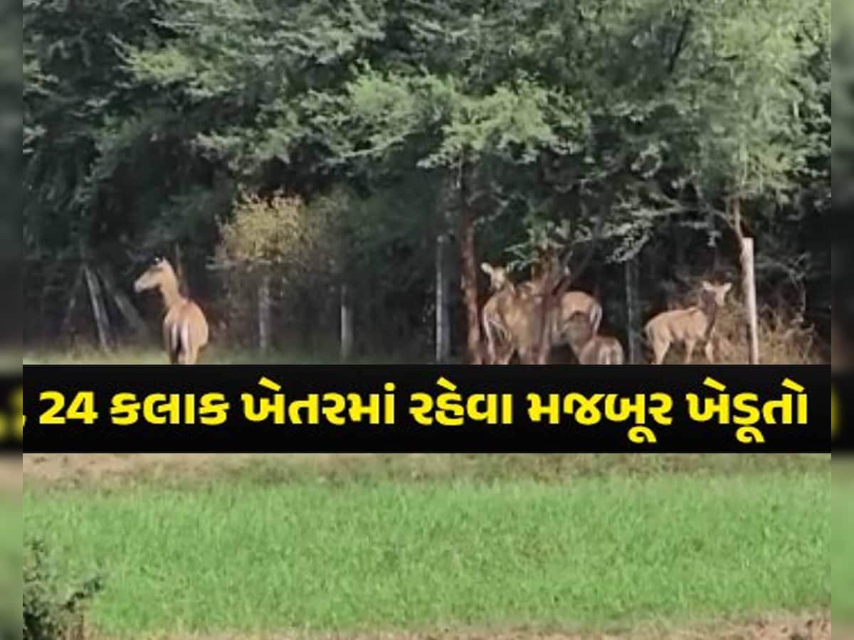 કાળી રાતના અંધારામાં ખેતર ગજવતા ખેડૂતો! કાતિલ ઠંડીમાં રાત ઊજાગરા કરવા માટે મજબૂર