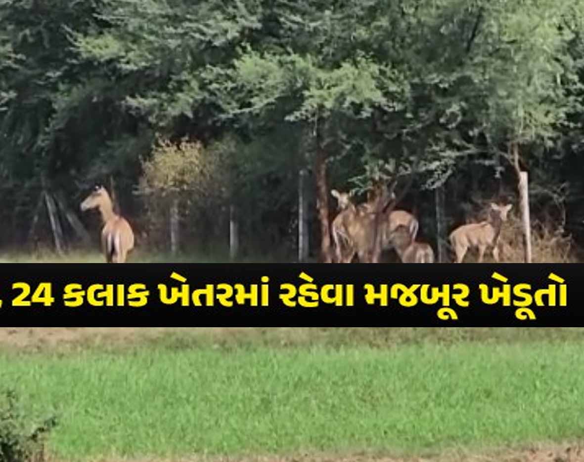 કાળી રાતના અંધારામાં ખેતર ગજવતા ખેડૂતો! કાતિલ ઠંડીમાં રાત ઊજાગરા કરવા માટે મજબૂર