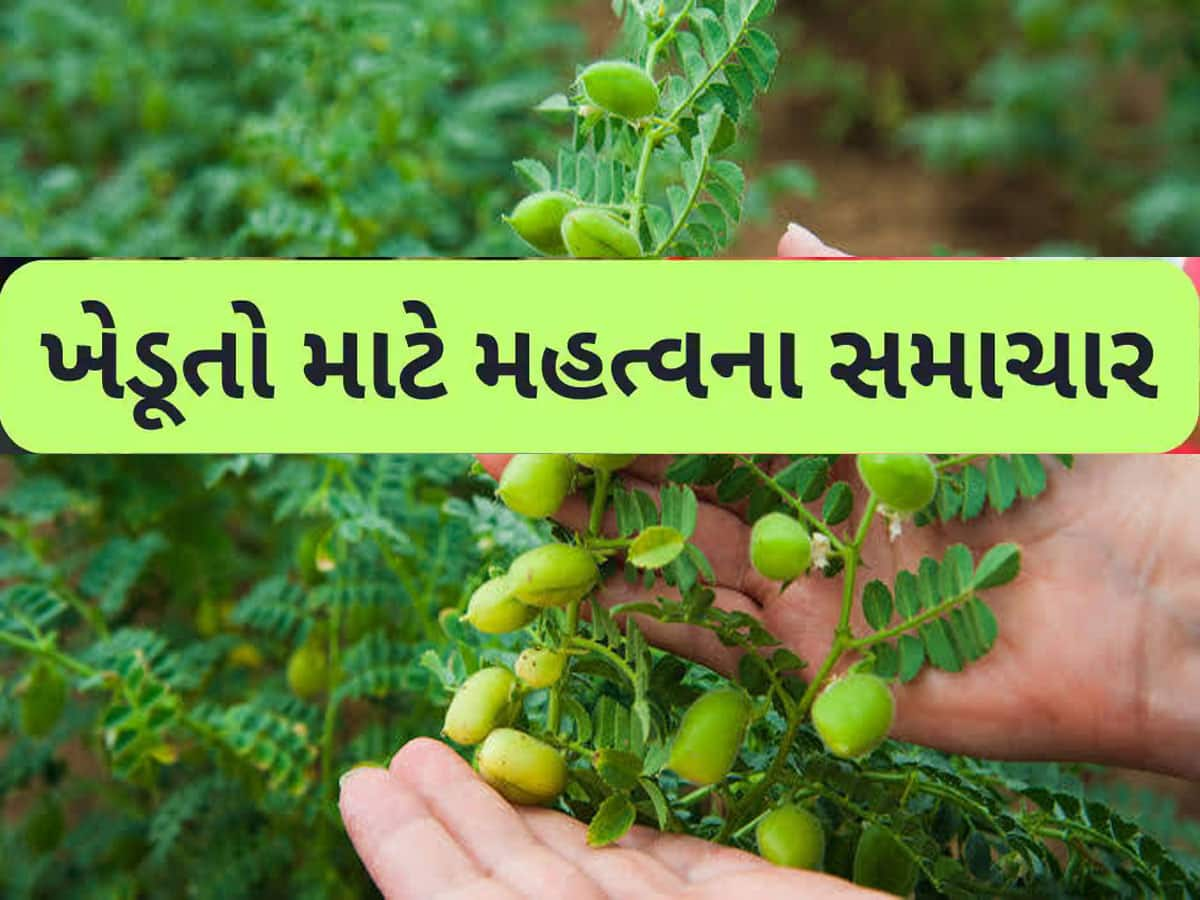 આ ખેતી કરનારાઓ માટે ગુજરાત સરકારે જાહેર કરી મોટી સૂચના, પાક બચાવવો હોય તો આટલું કરજો 