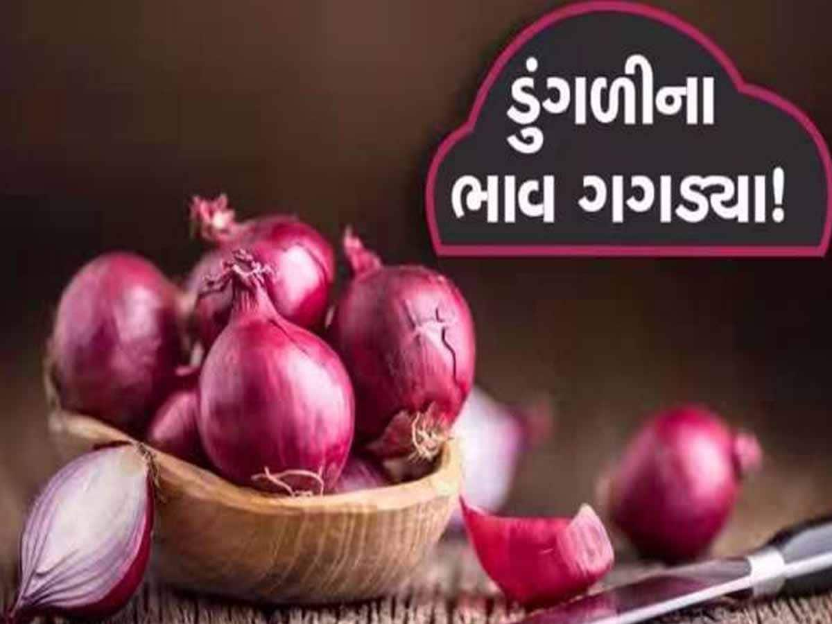 ગરીબોને કસ્તુરીએ ગુજરાતના ખેડૂતોને બનાવ્યા ગરીબ! ભાવ તળિયે જતાં ખેડૂતો રાતા પાણીએ રોયા