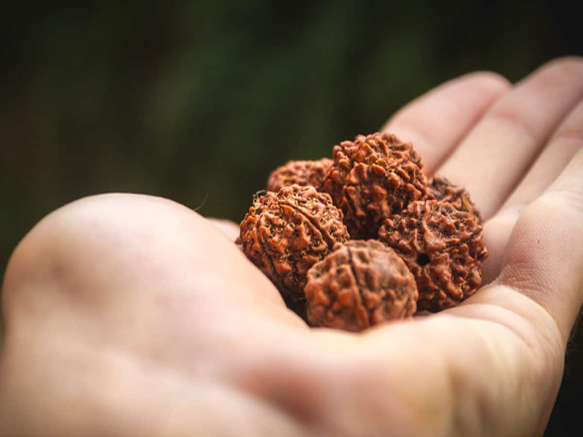 Panchmukhi Rudraksha: અકાળ મૃત્યુથી બચાવે છે પંચમુખી રુદ્રાક્ષ, જાણો મહિલાઓ પહેરી શકે કે નહીં ?