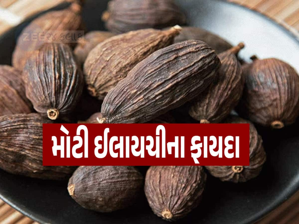 શિયાળામાં મોટી ઈલાયચી ખાવાના ગજબના છે ફાયદા, જાણો શું કહે છે એક્સપર્ટ