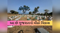 ગુજરાતના ખેડૂતો માટે ખૂલ્યા સ્વરોજગારના નવા દ્વાર; શ્વેત ક્રાંતિ બાદ હવે મધ ક્રાંતિ