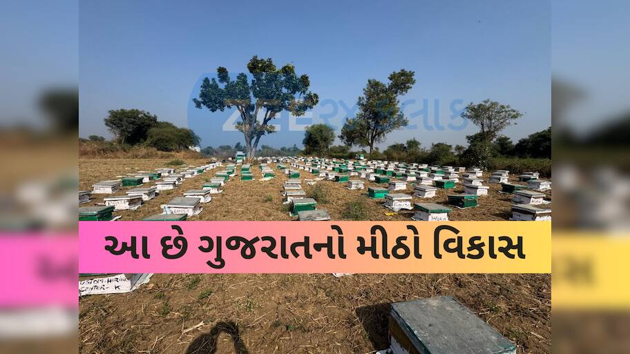 ગુજરાતના ખેડૂતો માટે ખૂલ્યા સ્વરોજગારના નવા દ્વાર; શ્વેત ક્રાંતિ બાદ હવે મધ ક્રાંતિ, સરકારની મોટી પહેલ