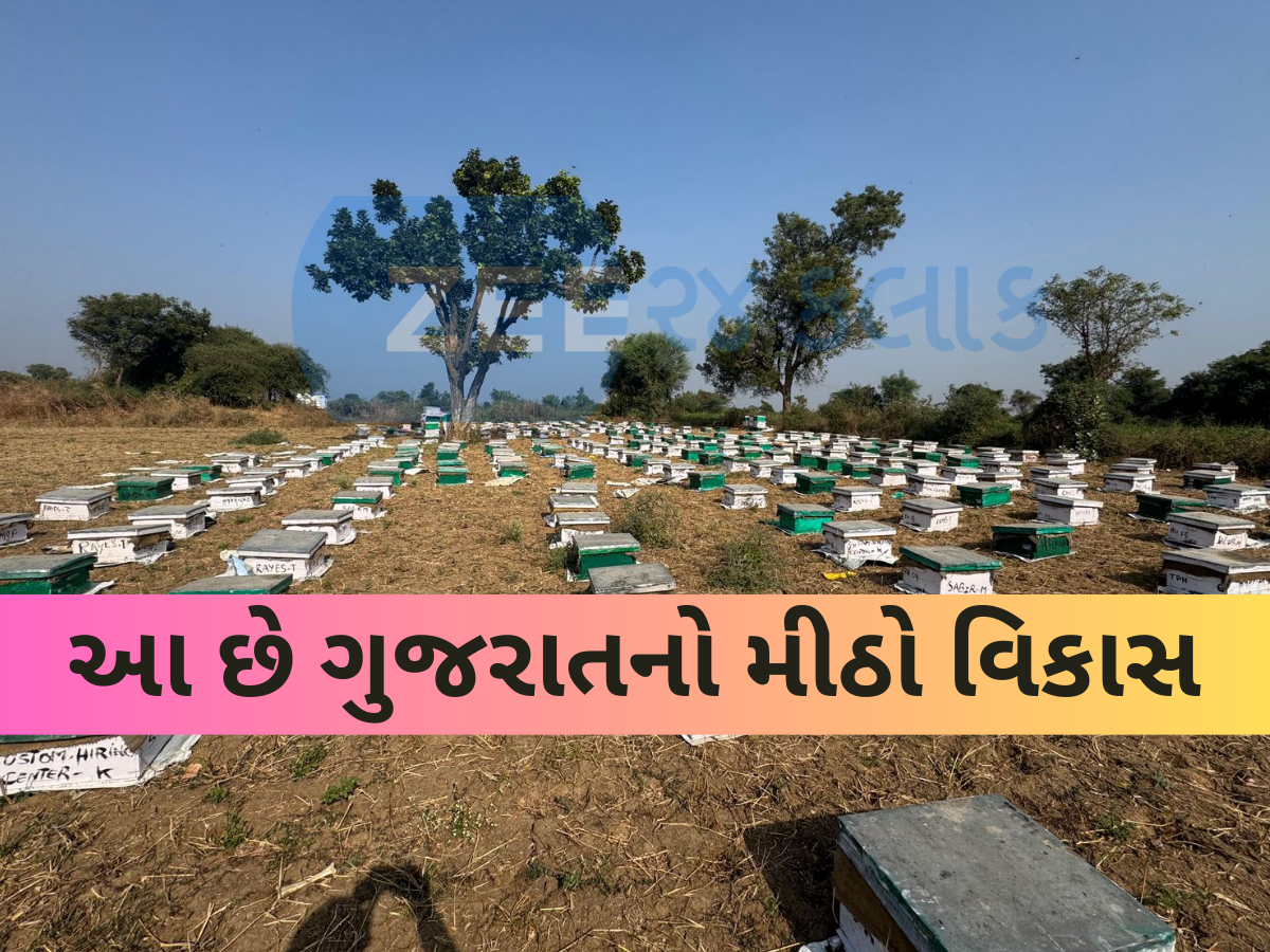 ગુજરાતના ખેડૂતો માટે ખૂલ્યા સ્વરોજગારના નવા દ્વાર; શ્વેત ક્રાંતિ બાદ હવે મધ ક્રાંતિ, સરકારની મોટી પહેલ ગુજરાતના ખેડૂતો માટે ખૂલ્યા સ્વરોજગારના નવા દ્વાર; શ્વેત ક્રાંતિ બાદ હવે મધ ક્રાંતિ, સરકારની મોટી પહેલ