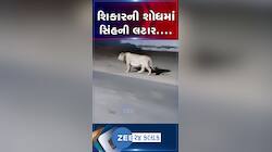 અમરેલી: રાતના અંધારામાં શિકારની શોધમાં સિંહની ગ્રામ્ય વિસ્તારમાં લટાર...