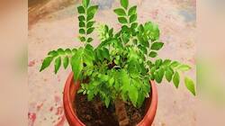 Kitchen Garden: ઘરે નાનકડા કુંડામાં પણ ઉગાડી શકો છો મીઠો લીમડો, જાણી લો સૌથી સરળ રીત