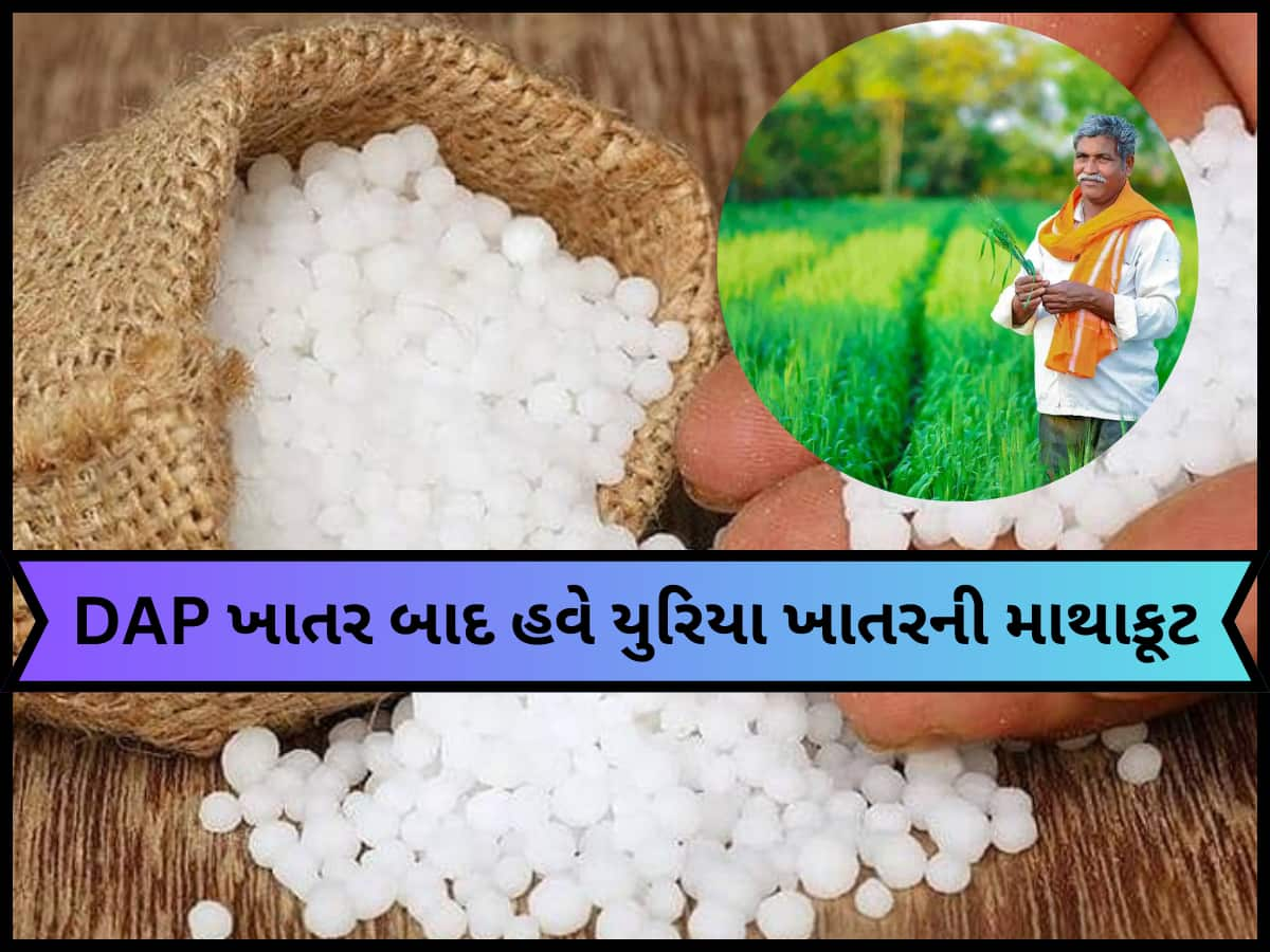 ગુજરાતના ધરતીપુત્રો ફરી ચિંતામાં મુકાયા! આ જિલ્લામાં DAP ખાતર બાદ હવે યુરિયા ખાતરની મોકાણ!