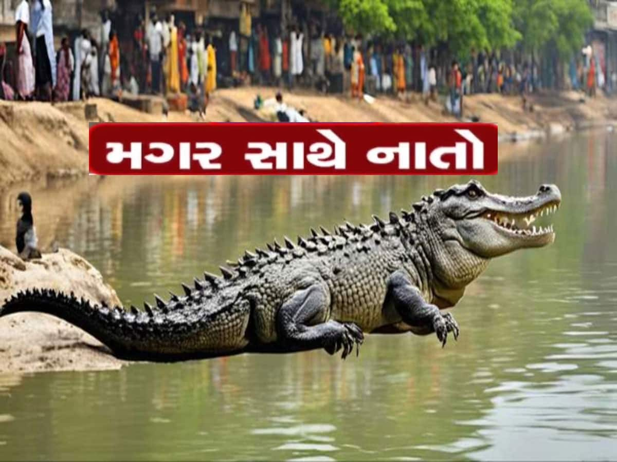 ગુજરાતની આ નદીમાં 300 થી વધુ મગર છે, મગરોની નગરીમાં થઈ રહ્યું છે મોટું આયોજન 