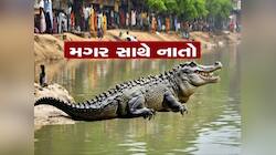 ગુજરાતની આ નદીમાં 300 થી વધુ મગર છે, મગરોની નગરીમાં થઈ રહ્યું છે મોટું આયોજન 
