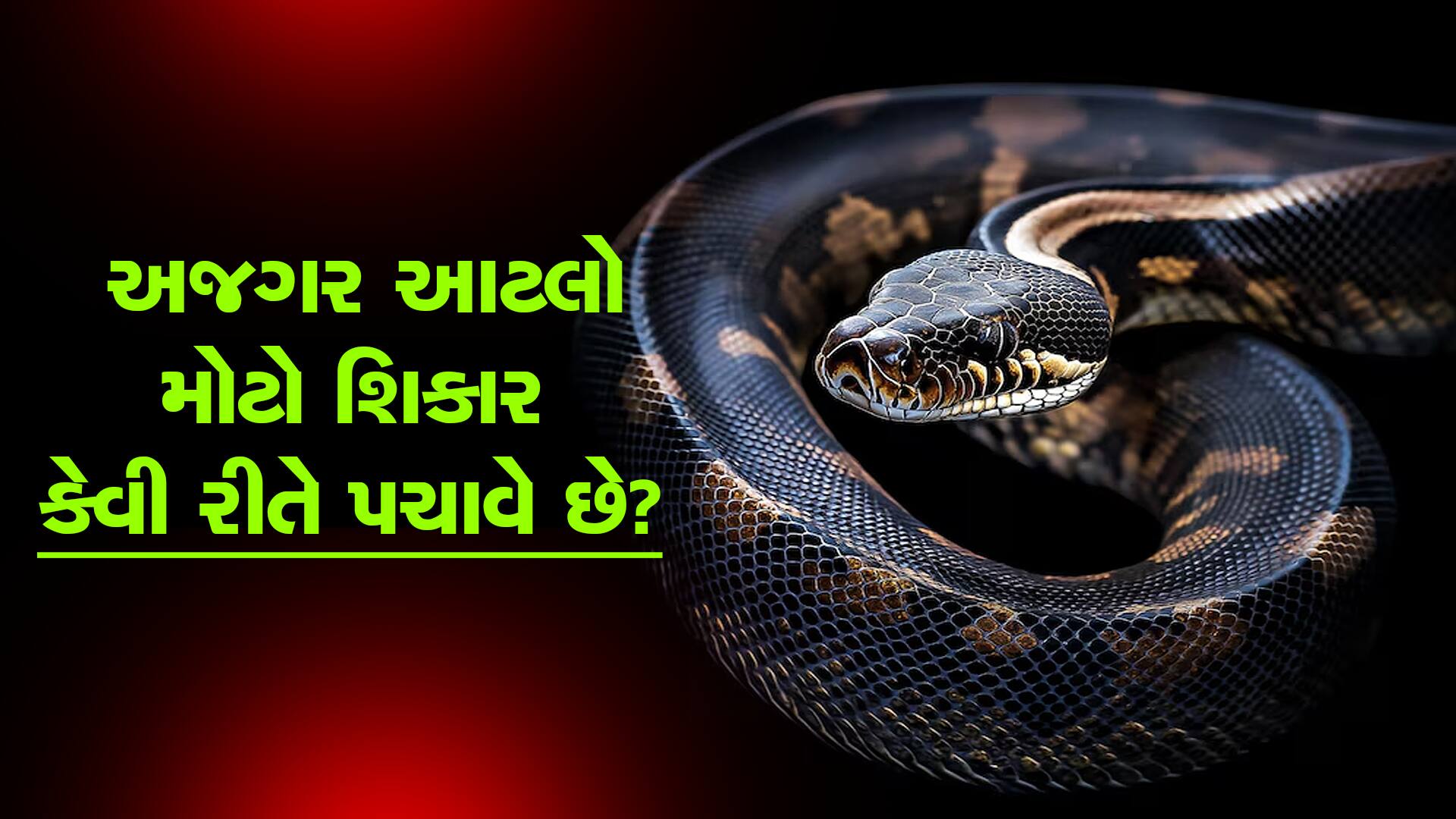 the biggest animals know how they digest pythons