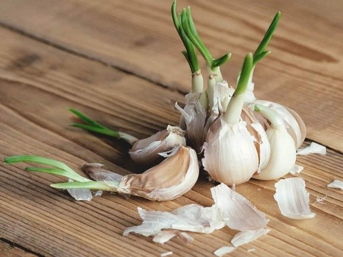 Sprouted Garlic: મગ-મેથી છોડો, ફણગાવેલું લસણ ખાવાનું શરુ કરો, ખાલી પેટ ખાવાથી 7 દિવસમાં શરીરમાં દેખાવા લાગશે આ ફાયદાઓ