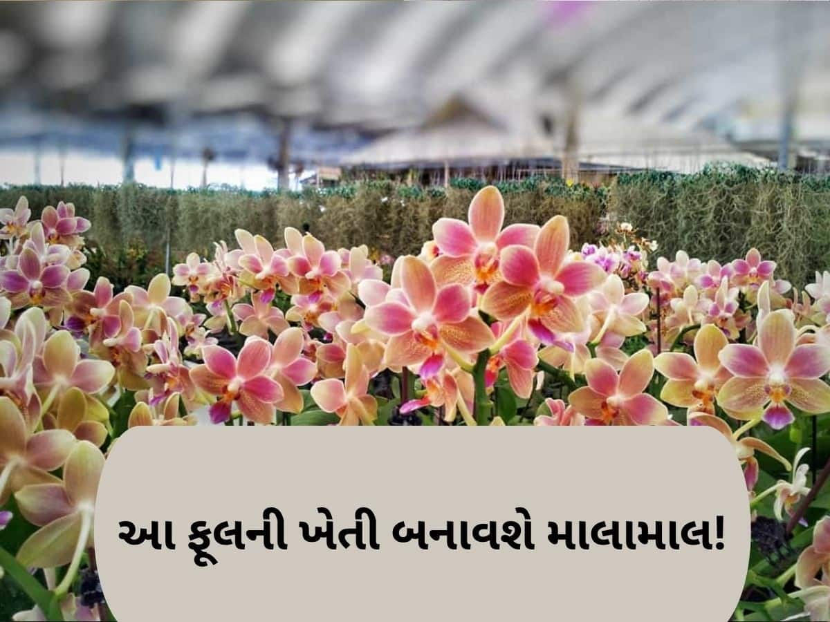 આ ફૂલ છે પૈસા છાપવાનું મશીન, માત્ર એક એકરમાં ખેતી કરી બની શકો છો કરોડપતિ