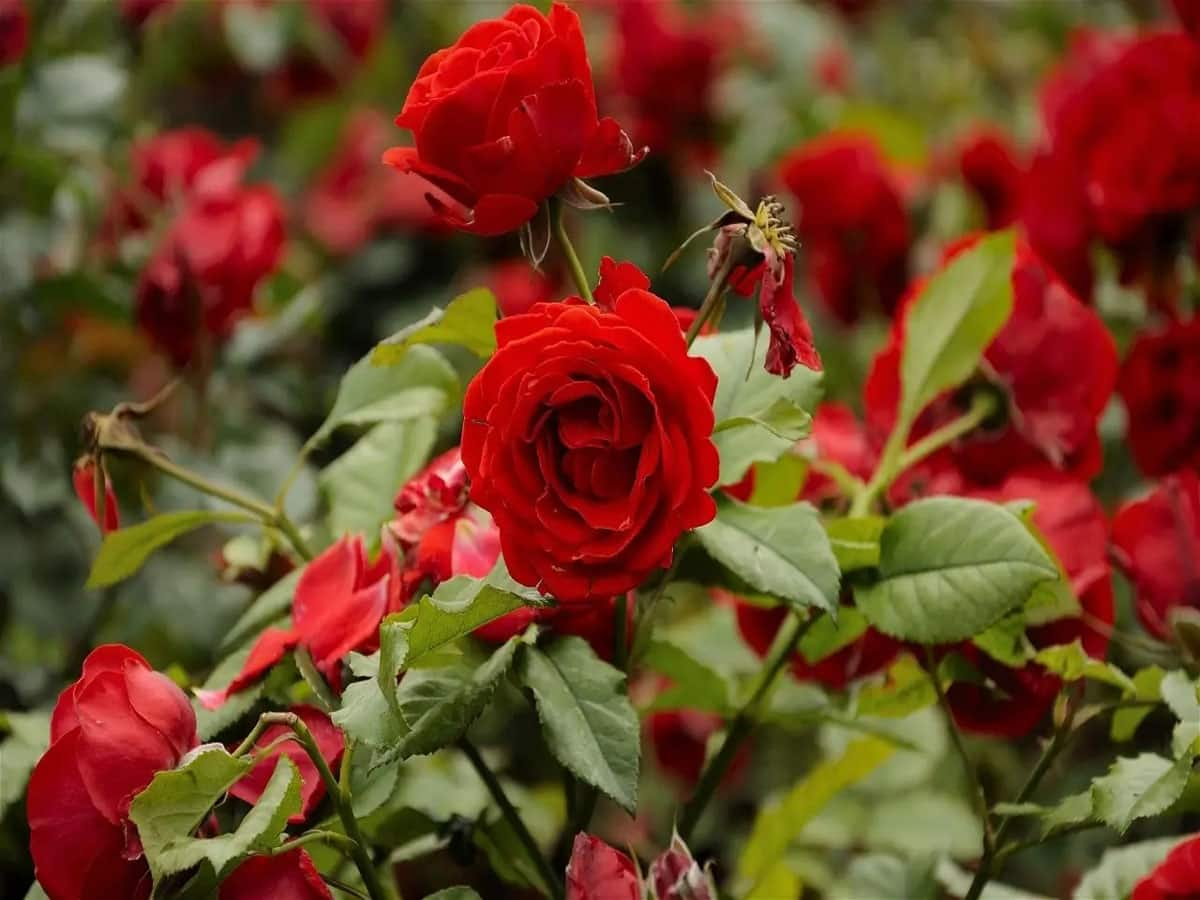 Rose Plant: ગુલાબના છોડમાં ઝડપથી ફુલ ઉગાડવા અપનાવો આ ટીપ્સ, ડાળીએ ડાળીએ ખીલી ઉઠશે ગુલાબ