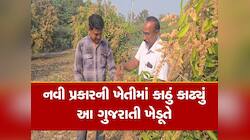 ગુજરાતના આ ખેડૂતની આંબાવાડીમાં સમય પહેલા પાકી જાય છે કેરી, માર્કેટમાં પણ પહેલા આવે