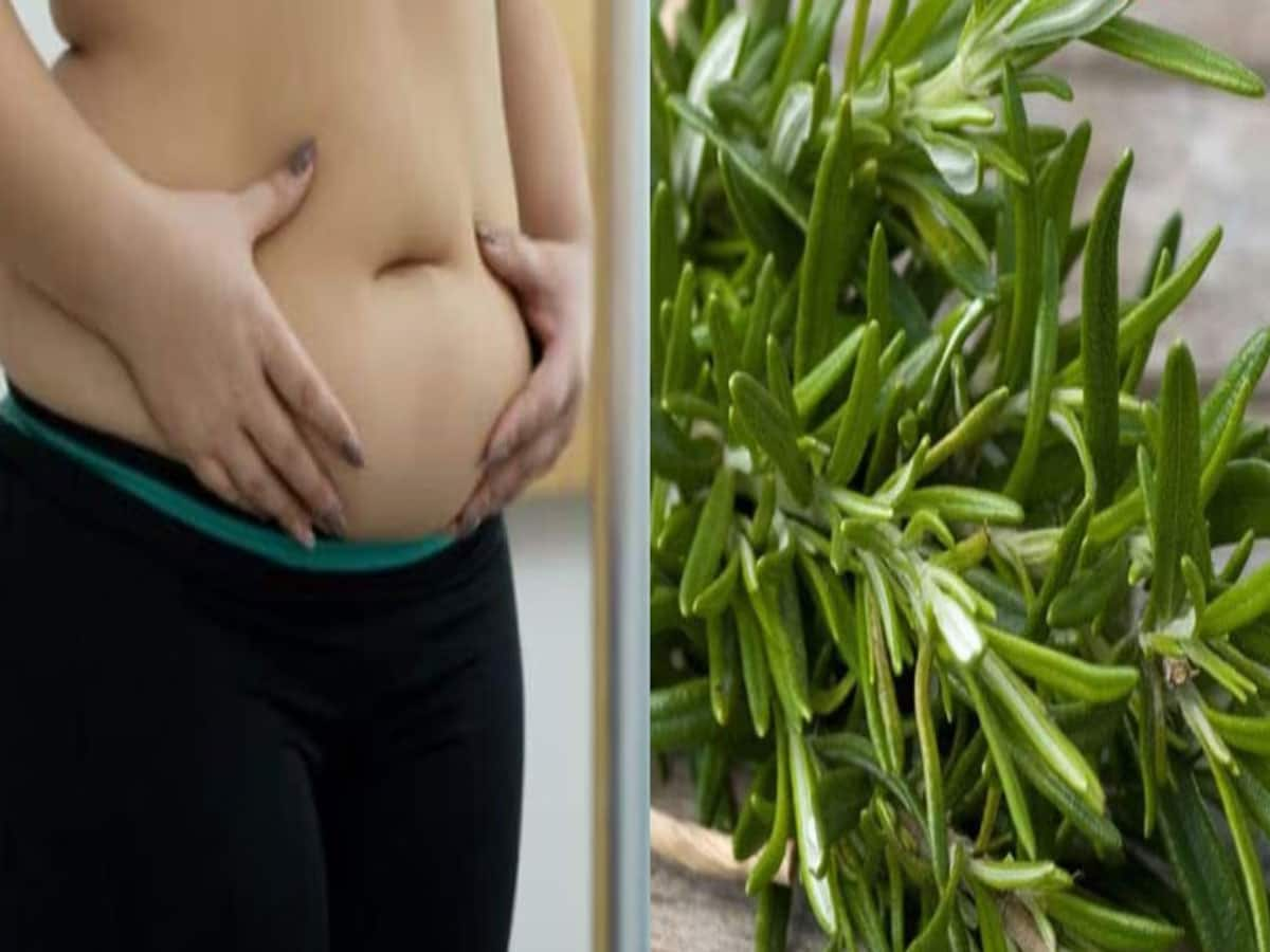 Belly Fat: પેટ ઘટાડવું છે પણ વર્કઆઉટ માટે સમય નથી ? તો આ 5 પાન ખાઈને બનો સ્લીમ, ફુલેલું પેટ થઈ જશે ફ્લેટ