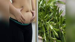 Belly Fat: પેટ ઘટાડવું છે પણ વર્કઆઉટ માટે સમય નથી ? તો આ 5 પાન ખાઈને બનો સ્લીમ