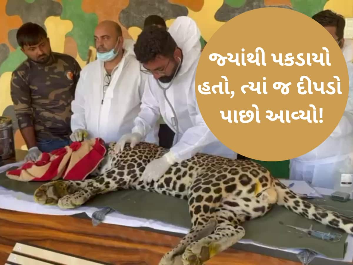 18 દિવસમાં 150 કિ.મી! માણસ અને દીપડા વચ્ચેનો સંઘર્ષ ઘટાડવા ગુજરાતમાં પ્રથમવાર આ પ્રોજેક્ટ હાથ ધરાયો!