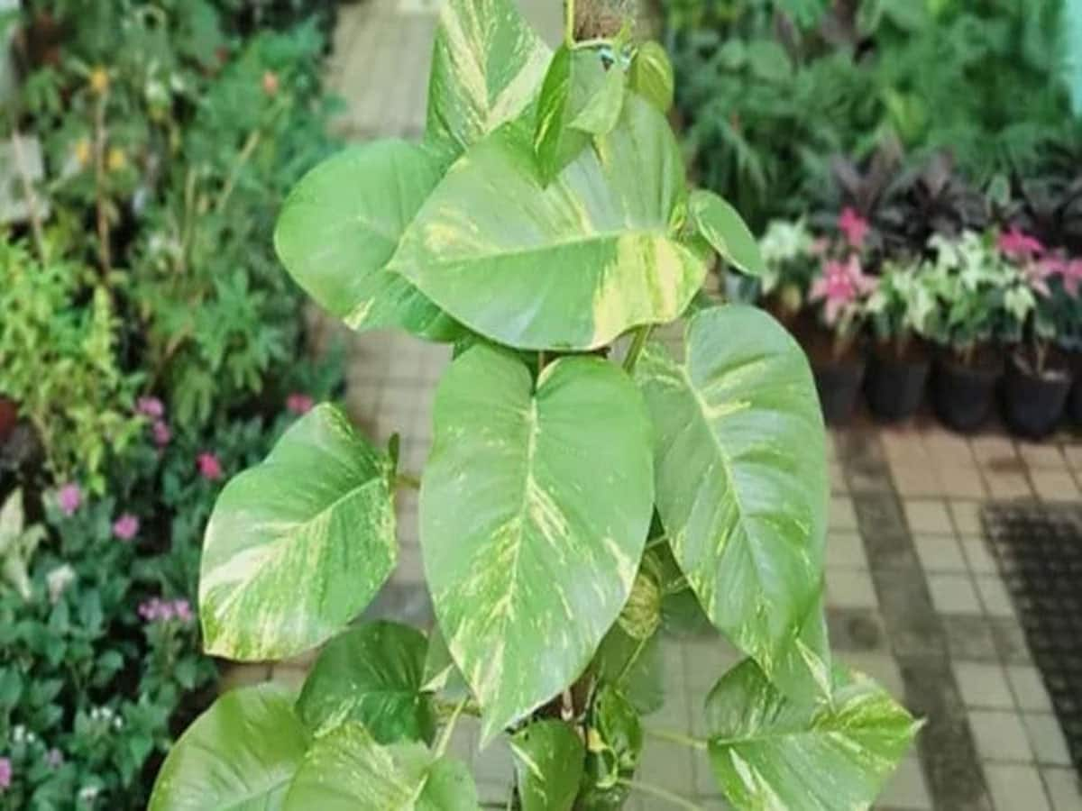 Money Plant: મની પ્લાંટ ઝડપથી વધશે અને મોટા મોટા પાન આવશે, માટીમાં ઉમેરો રસોડાની આ વસ્તુ