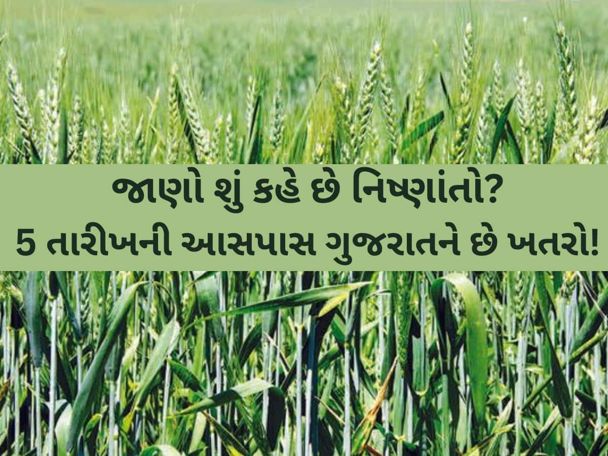 ગુજરાતના ખેડૂતો સાવધાન! વાતાવરણમાં થતો અચાનક ફેરફાર ઘઉંના પાકને નુકશાન કરી શકે? 