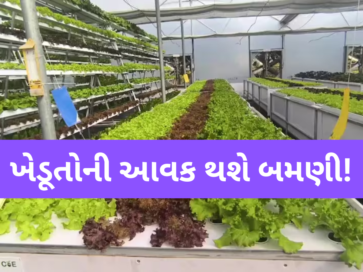 હવે માટી વગર અને ઓછા પાણીમાં કરો ખેતી, કૃષિ વૈજ્ઞાનિકોએ વિદેશની ટેકનિકનો કર્યો સફળ પ્રયોગ