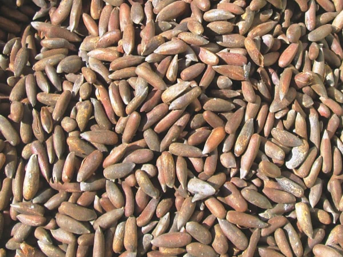 Pine Nut: આ સસ્તા ડ્રાયફ્રુટની શક્તિ કાજુ-બદામ કરતાં પણ વધારે, આ સમસ્યા હોય એવા લોકોએ રોજ ખાવી આ વસ્તુ