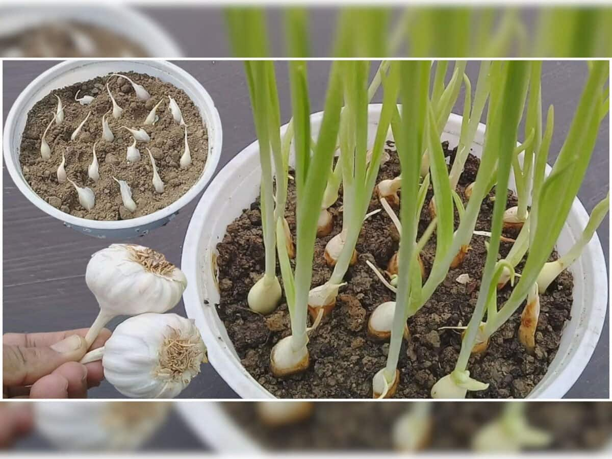 Gardening Tips: આ રીત અજમાવી ઘરે કુંડામાં જ ઉગાડી લો લસણ, માર્કેટમાંથી ખરીદવાની જરૂર નહીં પડે