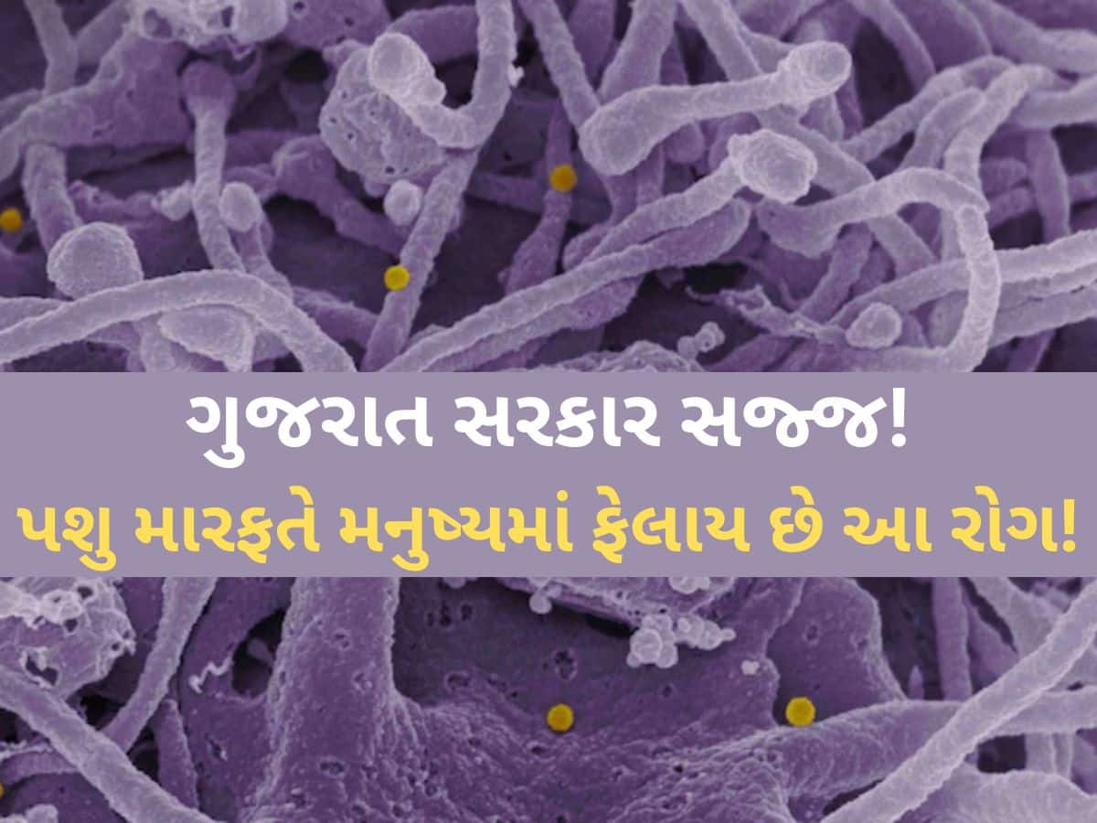 કોંગો ફીવરને લઈને ગુજરાત સરકારે જાહેર કરી ગાઇડલાઇન; જાણો શું છે લક્ષણો અને બચવાના ઉપાયો?