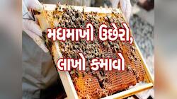 મધમાખી પાલકો માટે સરકારની મહત્વપૂર્ણ યોજના; 14 જિલ્લાના 53 આદિજાતિ તાલુકાને મળશે લાભ